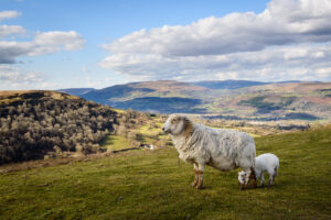 Schaf in idyllischer Landschaft Wales