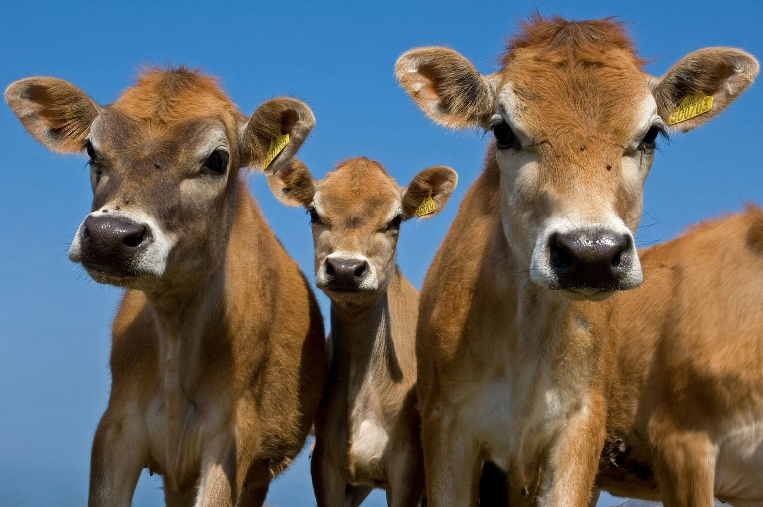 jersey-k-he-gelten-als-eine-der-ltesten-rinderrassen-der-welt