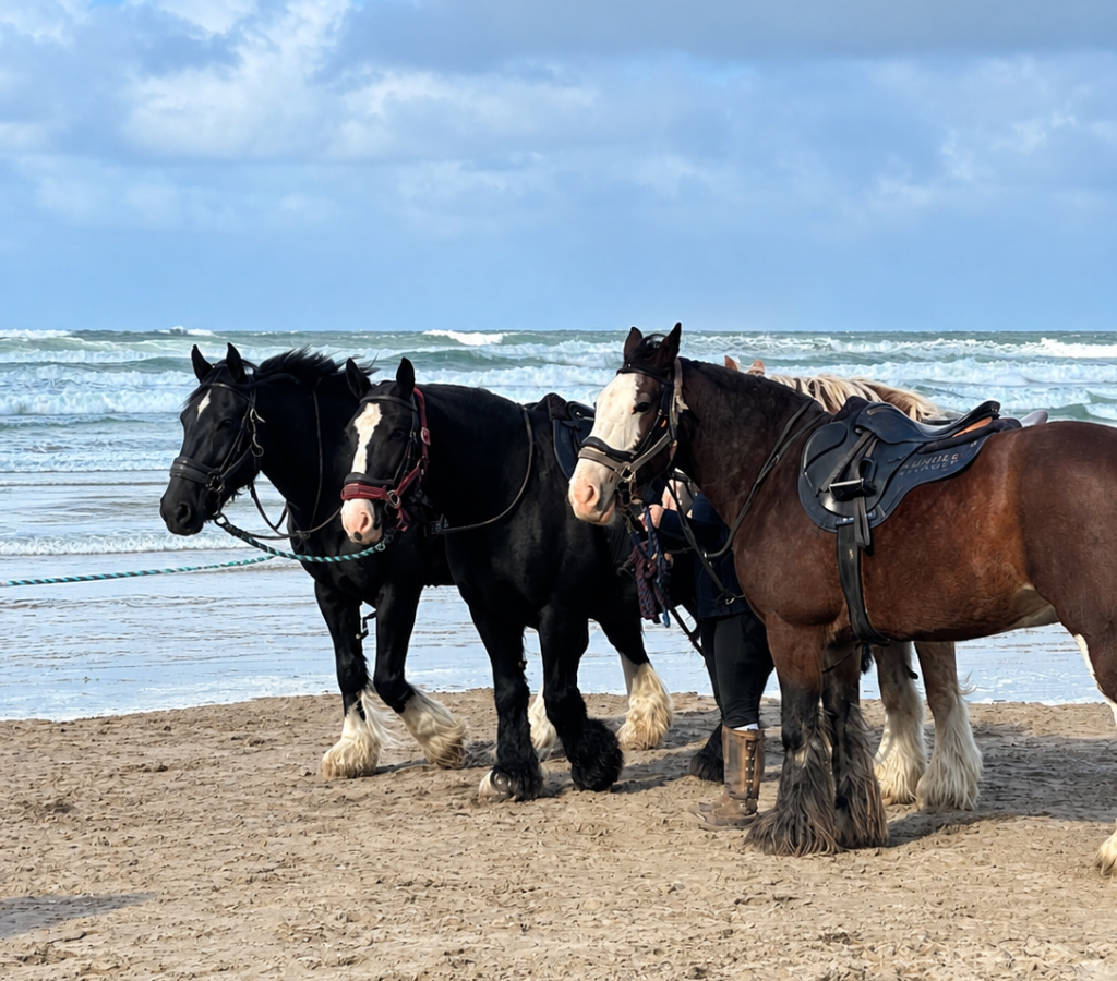 pferde strand