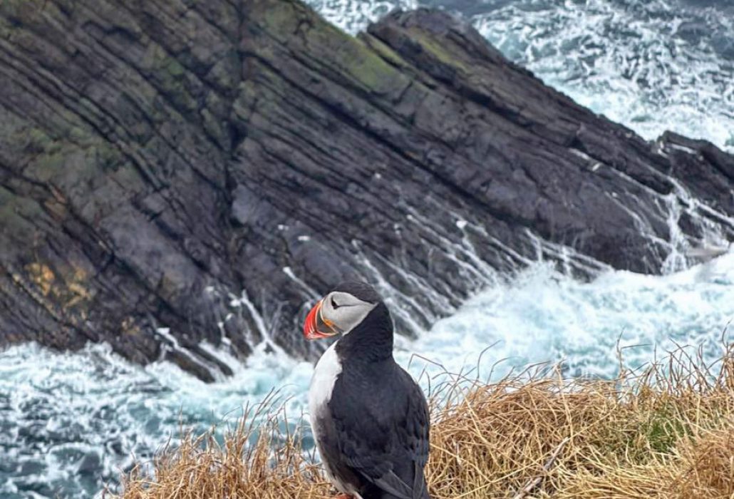 Puffin Shetlandinseln